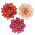 15 flores de loto en matzá