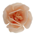 flor-de-magnolia-en-pastel-matzá-deco