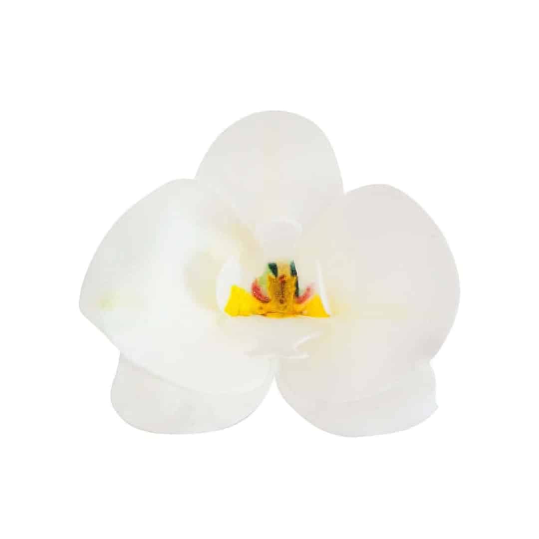 10-orquideas-en-azima-blanca