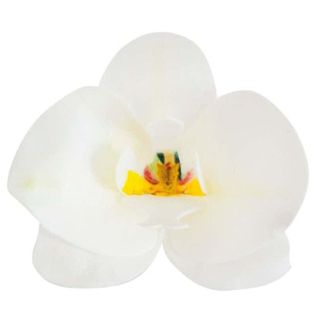 10-orquideas-en-azima-blanca